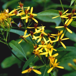 Senecio ovatus subsp. alpestris (Gaudin) Herborg (Séneçon alpestre)