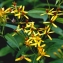  La Spada Arturo - Senecio ovatus subsp. alpestris (Gaudin) Herborg [1987]