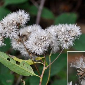 Photographie n°2158288 du taxon Senecio ovatus (P.Gaertn., B.Mey. & Scherb.) Willd. [1803]