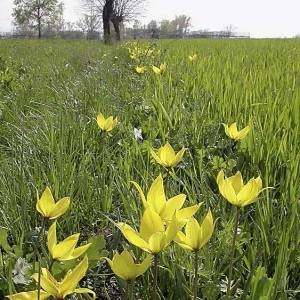 Photographie n°2158291 du taxon Tulipa sylvestris L. [1753]