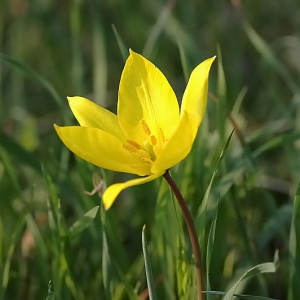 Photographie n°2158293 du taxon Tulipa sylvestris L. [1753]