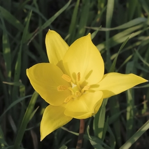 Photographie n°2158295 du taxon Tulipa sylvestris L. [1753]