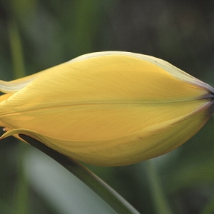  - Tulipa sylvestris L. [1753]