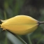  La Spada Arturo - Tulipa sylvestris L. [1753]