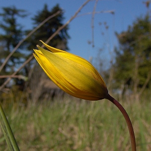 Photographie n°2158299 du taxon Tulipa sylvestris L. [1753]