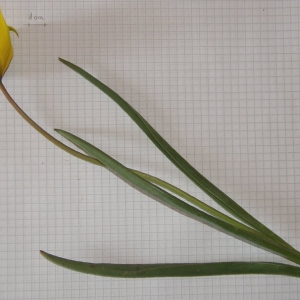 Photographie n°2158300 du taxon Tulipa sylvestris L. [1753]