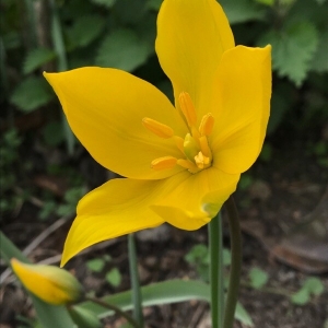 Photographie n°2158305 du taxon Tulipa sylvestris L. [1753]