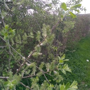 Photographie n°2158309 du taxon Salix cinerea L. [1753]