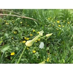 Allium paradoxum (M.Bieb.) G.Don (Few-flowered Garlic)