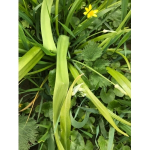 Allium paradoxum (M.Bieb.) G.Don (Few-flowered Garlic)