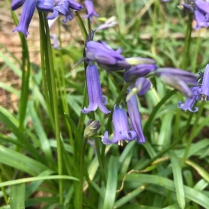 Photographie n°2158338 du taxon Hyacinthoides non-scripta (L.) Chouard ex Rothm. [1944]