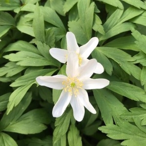 Photographie n°2158339 du taxon Anemone nemorosa L. [1753]