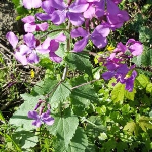 Photographie n°2158350 du taxon Lunaria annua L. [1753]