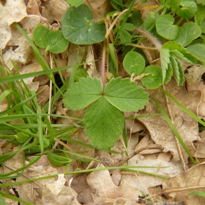 Photographie n°2158362 du taxon Potentilla sterilis (L.) Garcke [1856]