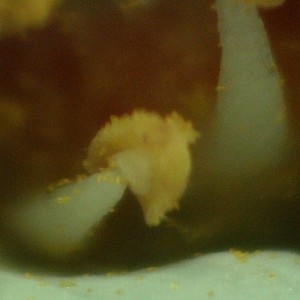 Photographie n°2158365 du taxon Potentilla sterilis (L.) Garcke [1856]