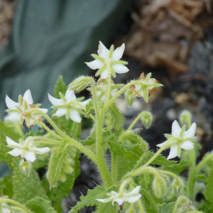 Photographie n°2158381 du taxon Borago officinalis L. [1753]