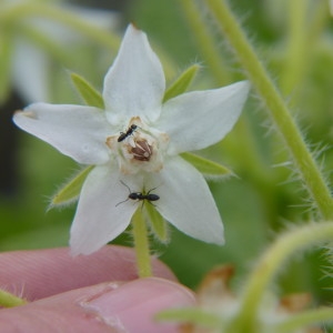 Photographie n°2158383 du taxon Borago officinalis L. [1753]