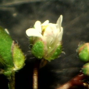 Photographie n°2158386 du taxon Erophila verna (L.) Chevall. [1827]