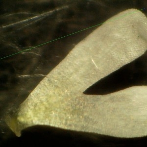 Photographie n°2158387 du taxon Erophila verna (L.) Chevall. [1827]
