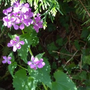 Photographie n°2158390 du taxon Lunaria annua L. [1753]