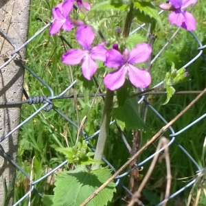 Photographie n°2158391 du taxon Lunaria annua L. [1753]