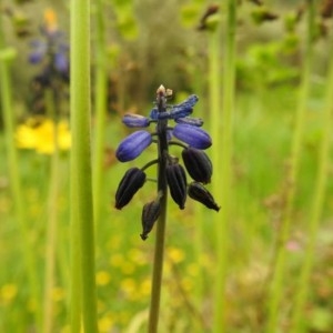 Photographie n°2158427 du taxon Muscari neglectum Guss. ex Ten. [1842]