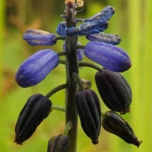 Photographie n°2158429 du taxon Muscari neglectum Guss. ex Ten. [1842]