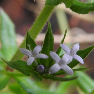 Photographie n°2158456 du taxon Sherardia arvensis L. [1753]