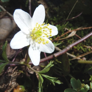 Photographie n°2158505 du taxon Anemone nemorosa L. [1753]