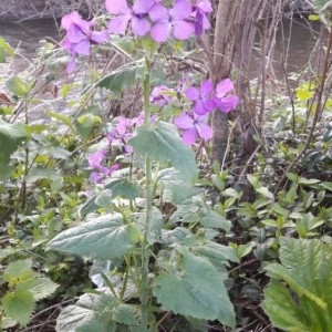 Photographie n°2158508 du taxon Lunaria annua L. [1753]