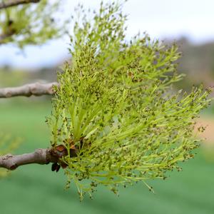 Photographie n°2158512 du taxon Fraxinus excelsior L. [1753]