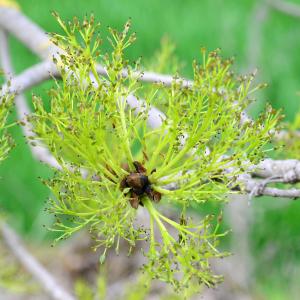 Photographie n°2158513 du taxon Fraxinus excelsior L. [1753]