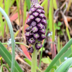 Photographie n°2158526 du taxon Muscari comosum (L.) Mill. [1768]