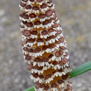 Photographie n°2158541 du taxon Equisetum arvense L. [1753]