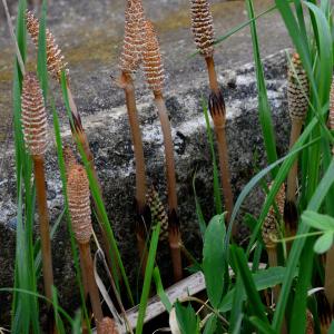 Photographie n°2158543 du taxon Equisetum arvense L. [1753]