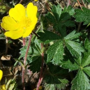 Photographie n°2158572 du taxon Potentilla tabernaemontani Asch. [1891]