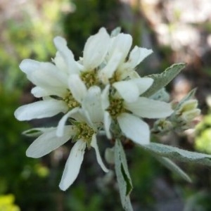 Photographie n°2158578 du taxon Amelanchier ovalis Medik. [1793]