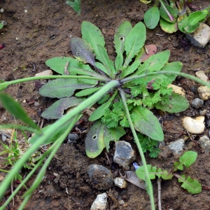 Photographie n°2158580 du taxon Arabidopsis thaliana (L.) Heynh. [1842]