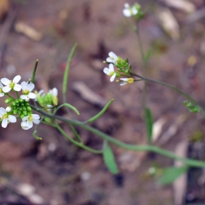 Photographie n°2158581 du taxon Arabidopsis thaliana (L.) Heynh. [1842]