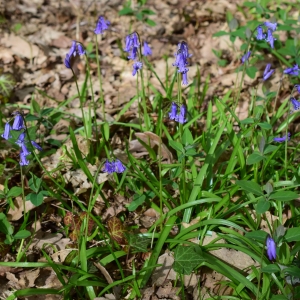 Photographie n°2158582 du taxon Hyacinthoides non-scripta (L.) Chouard ex Rothm. [1944]