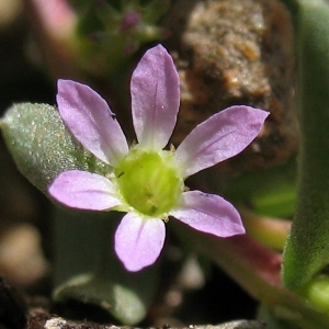  - Lythrum hyssopifolia L. [1753]