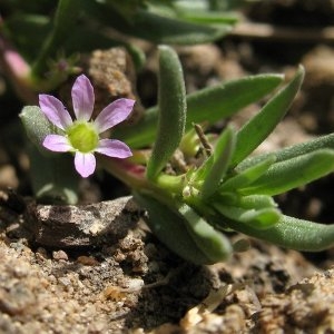 Photographie n°2158609 du taxon Lythrum hyssopifolia L. [1753]