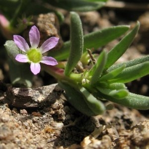 Photographie n°2158610 du taxon Lythrum hyssopifolia L. [1753]