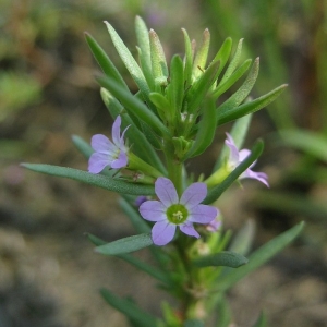 Photographie n°2158611 du taxon Lythrum hyssopifolia L. [1753]