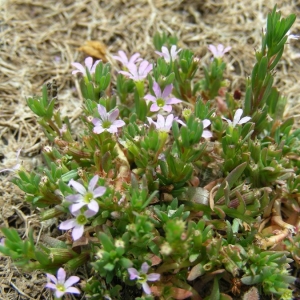 Photographie n°2158612 du taxon Lythrum hyssopifolia L. [1753]