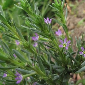 Photographie n°2158613 du taxon Lythrum hyssopifolia L. [1753]