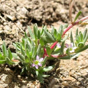 Photographie n°2158615 du taxon Lythrum hyssopifolia L. [1753]