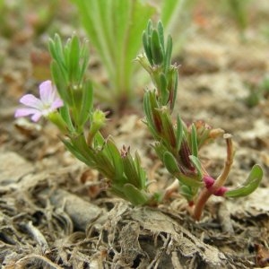 Photographie n°2158616 du taxon Lythrum hyssopifolia L. [1753]