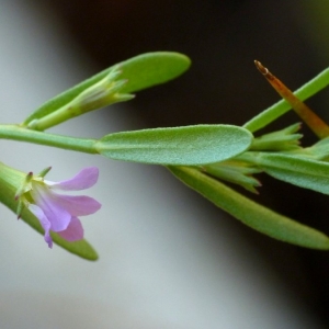 Photographie n°2158617 du taxon Lythrum hyssopifolia L. [1753]