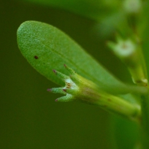 Photographie n°2158618 du taxon Lythrum hyssopifolia L. [1753]